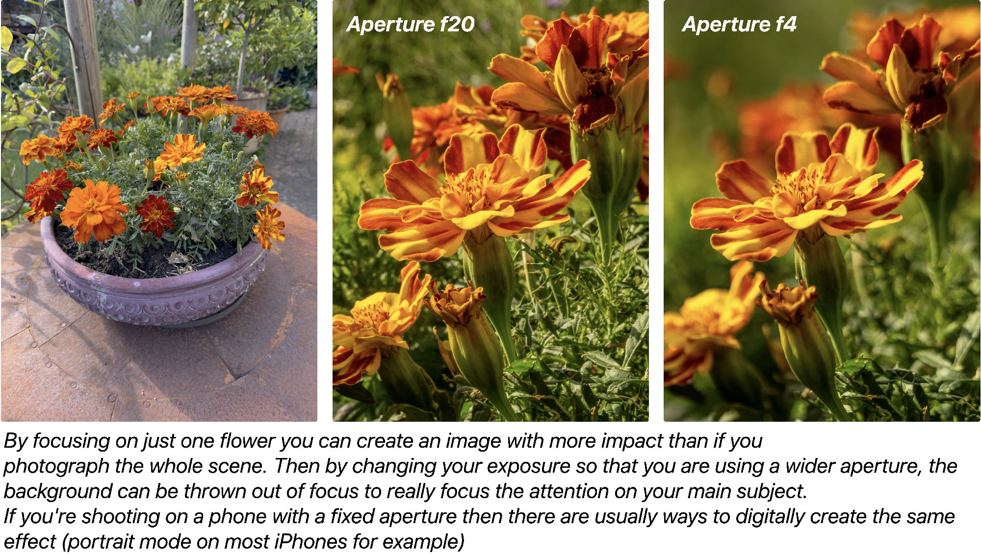 Focusing on just one flower can create more impact.