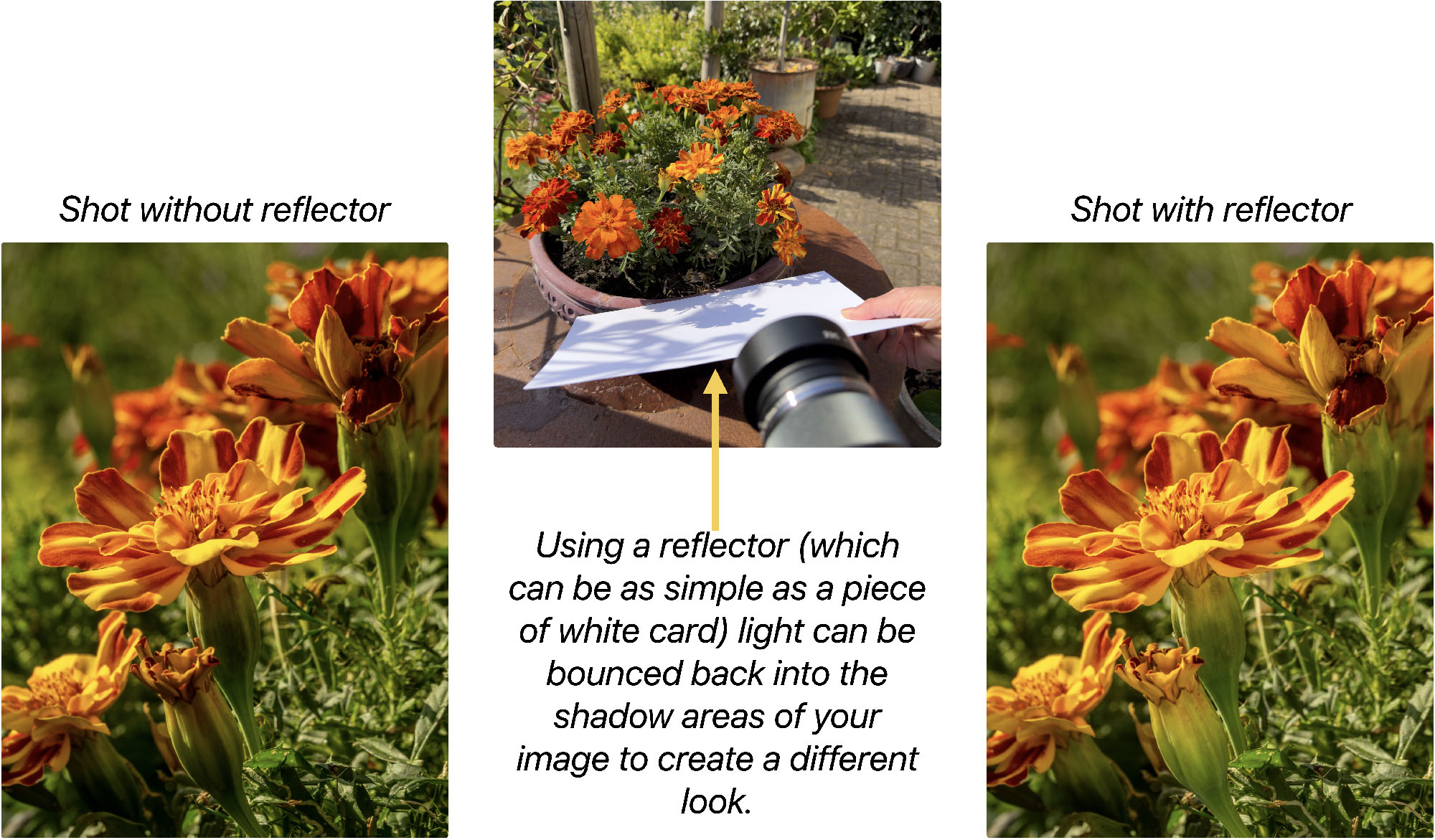 Use white cardboard as a simple inexpensive reflector.