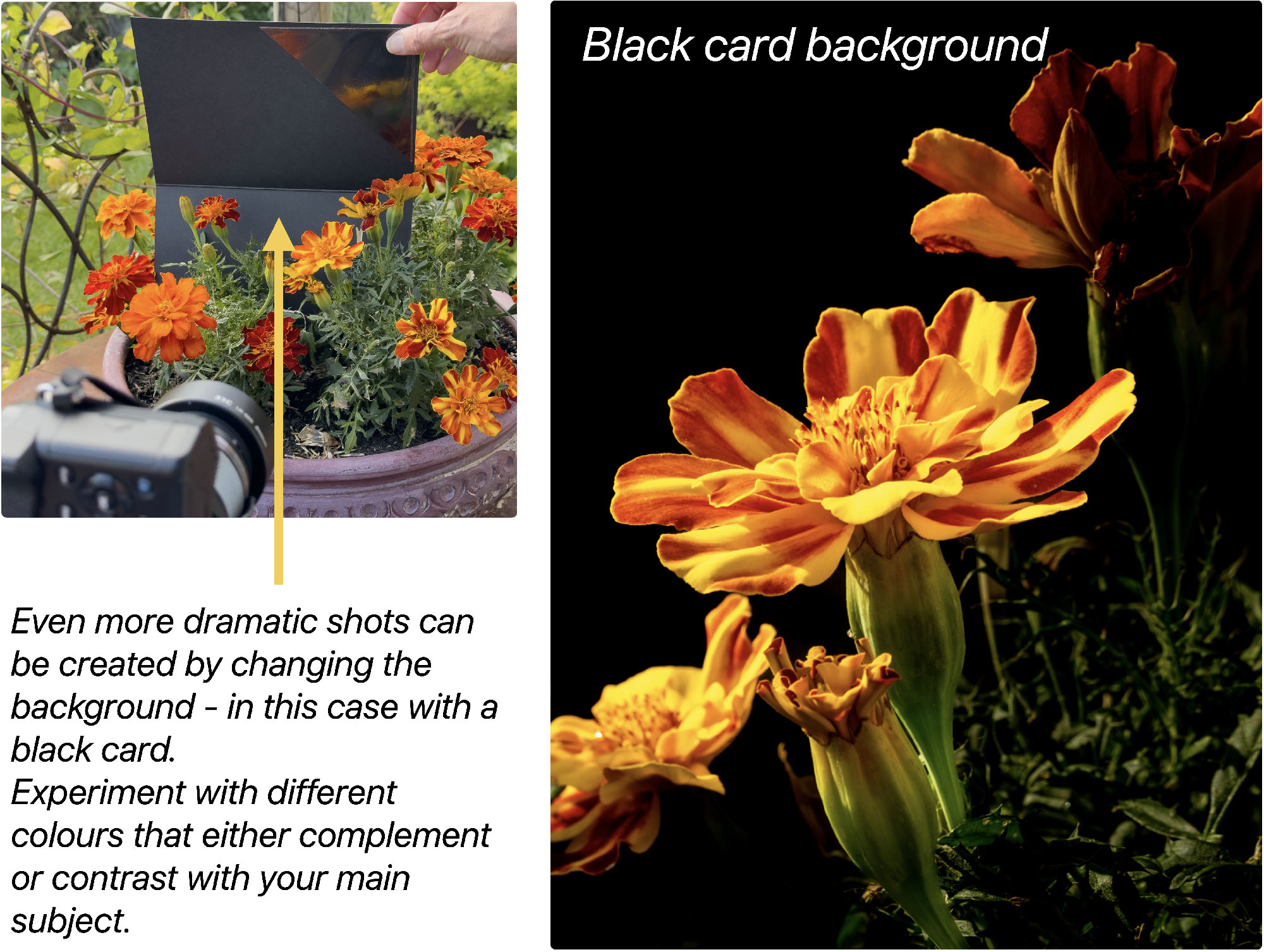 Change the background for a more dramatic shot by using a piece of black card.