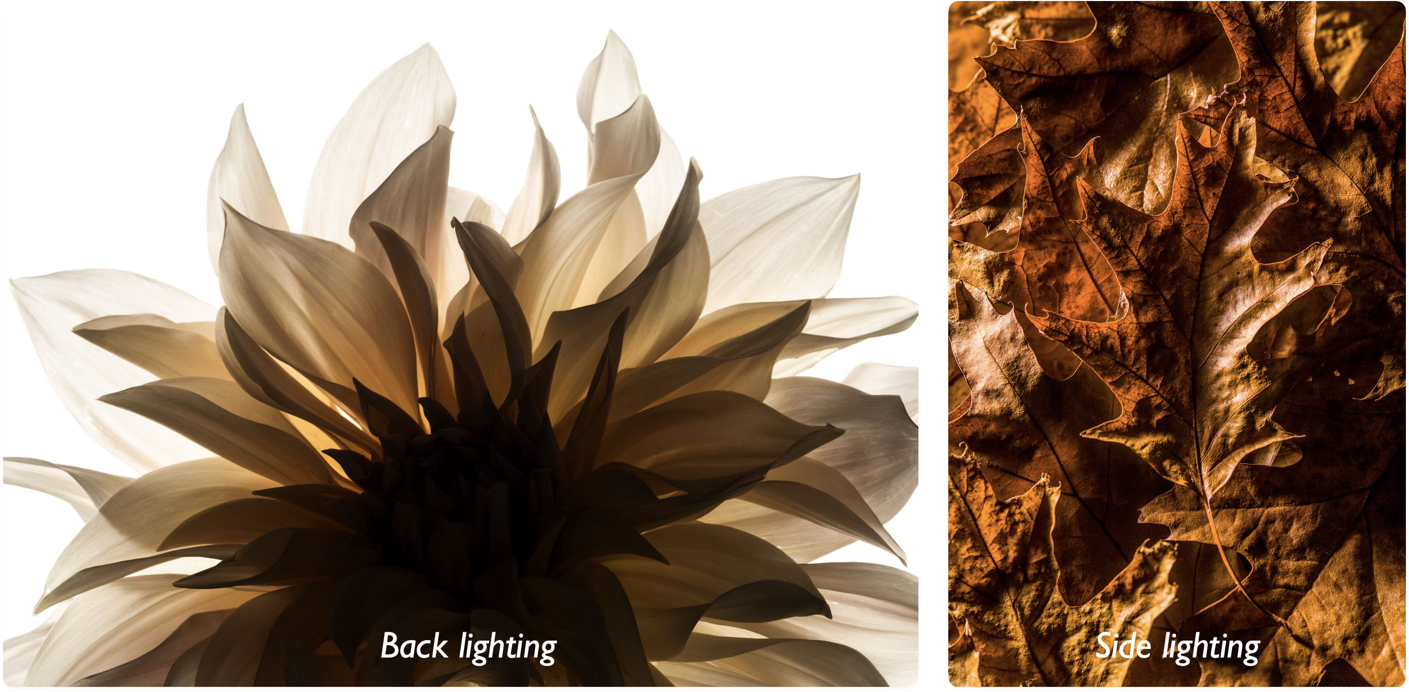 Demonstrating back lighting and side lighting.